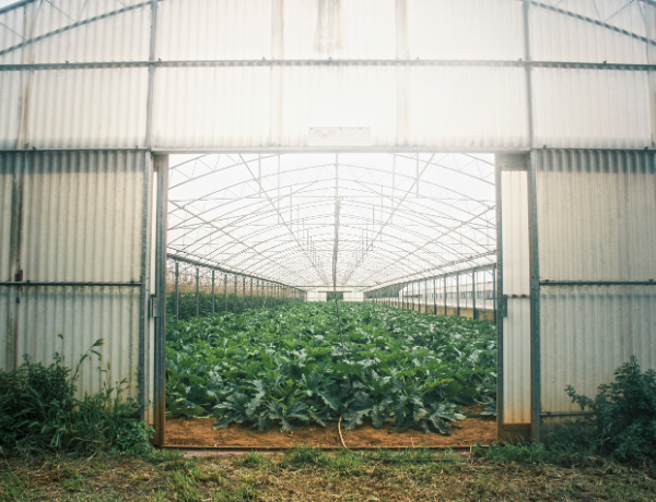 Agricultural PEB